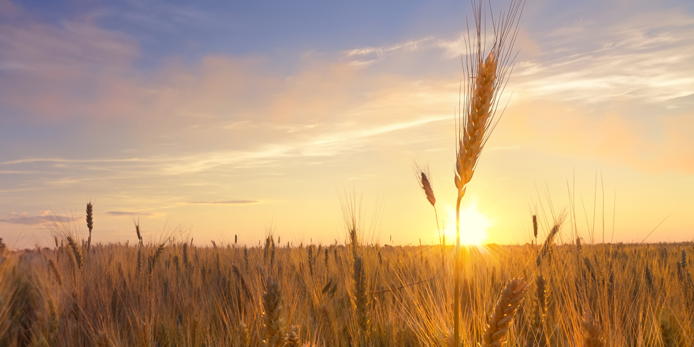 Wheat Field